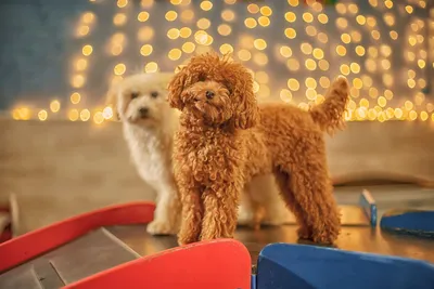 Новогодний новый год красивые собаки…» — создано в Шедевруме