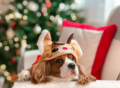 Новый год и собаки: как обезопасить питомцев от стресса!