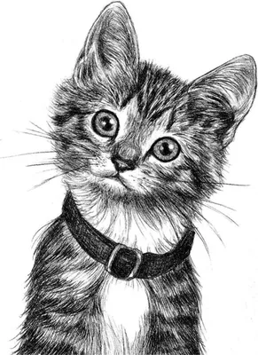 Картинки карандашом кошки