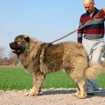 Картинки кавказских собак