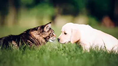 Память кошек и собак: помнят ли ваши питомцы свою прошлую жизнь