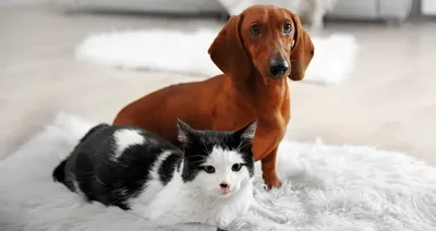 Кто менее прихотлив и кого лучше завести в квартире: кошку или собаку? /  Оффтопик / iXBT Live