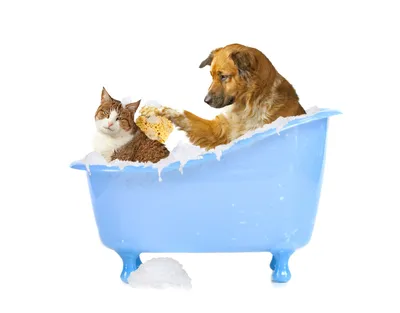 Вирусные болезни собак и кошек — Ветклиника «Центр»