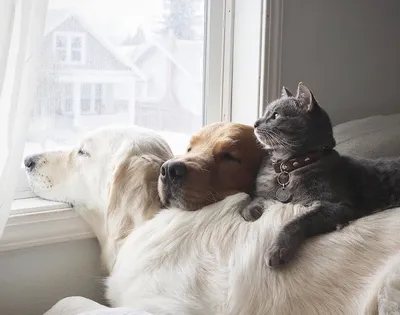 Картинки кошки и собаки дружба