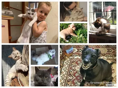 Кошки против собак – кто доставляет больше хлопот хозяевам | Korins.ru –  новости страхового рынка