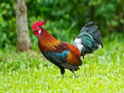 2 красивых петухов гордо ходят в разных направлениях среди других ярких  куриц Стоковое Фото - изображение насчитывающей яркое, поголовье: 165902712