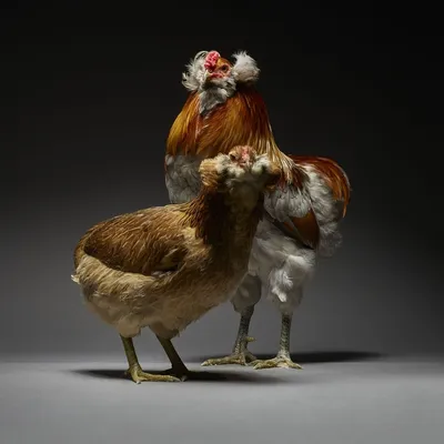 два фотографа Moreno Monti и Matteo Tranchellini ездят по всему миру и  фотографируют самых красивых петухов и куриц. Они уже насобирали более 200  фоток сотни разных видов в одну книгу, которую продают