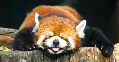 Красная панда картинки - 62 фото