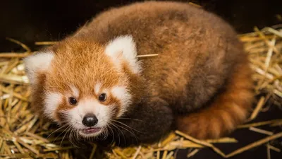 Красная панда: милый и загадочный зверек, который нуждается в нашей защите  | Red Panda | Дзен