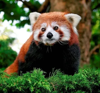 Красная панда: сообщение, доклад, презентация для школы - Животное панда:  энциклопедия, все про панду!