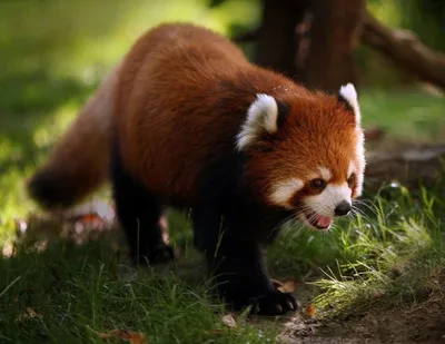 Японский зоопарк позвал посетителей посмотреть, как растут красные панды |  ИА Красная Весна