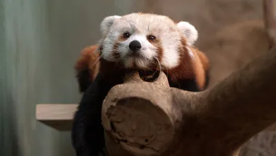 Детеныши красной панды родились в британском зоопарке — видео