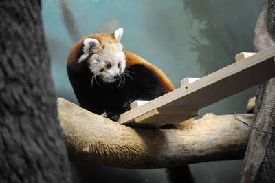 В Пражском зоопарке можно увидеть детенышей красной панды