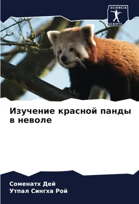 Красная панда отдыхает на дереве Стоковое Фото - изображение насчитывающей  затишье, мало: 208404122