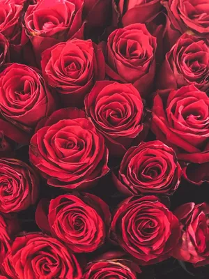 Картинки красные розы на телефон