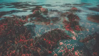 Водоросли морские красные в соли Ака Тосака-Сакура (500 гр.) оптом из  Японии купить в Москве