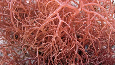 Красные водоросли можно использовать для создания лекарства от коронавируса