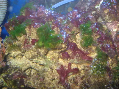 Красные водоросли морские водоросли в розовых тонах на черном фоне - Ozero  - российский фотосток