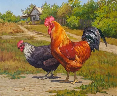 Петух курица бумажная иллюстрация, петух, нарисованный, животные, рука png  | Klipartz
