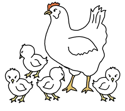 Нарисованная курица, петух и цыпленок. белый фон, изолировать. векторная  иллюстрация. | Премиум векторы