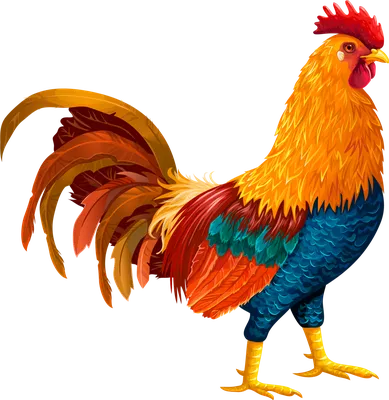 Рисунок куриного петуха, нарисованные вручную линии куриных цыплят,  акварель, еда, животные png | Klipartz
