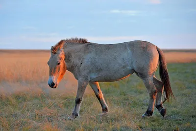 Лошадь Пржевальского: 7 интересных фактов о жизни диких лошадей |  Приключения натуралиста | Дзен