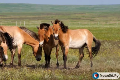 Ученые клонировали лошадь Пржевальского - Российская газета