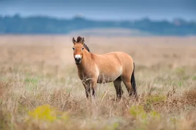 Лошадь Пржевальского | Пикабу