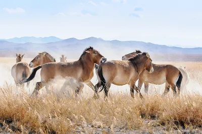Оренбургские лошади Пржевальского отправятся в Хакассию | Южный Урал