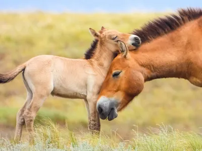 В оренбургском заповеднике родился жеребенок лошади Пржевальского -  «Экология России»