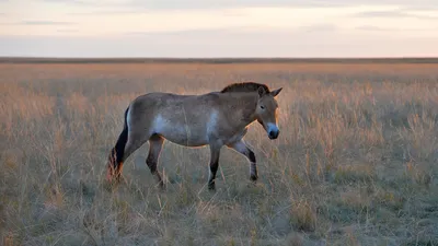 Оренбургский заповедник обнародовал забавные фото лошадей Пржевальского |  Оренград