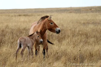 Лошадь Пржевальского – крайне интересное животное - Лента новостей  Мелитополя
