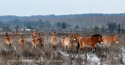 В Оренбургском заповеднике родилась сотая лошадь Пржевальского: Природа:  Моя страна: Lenta.ru