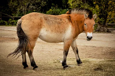 Лошадь, которой нет: как возрождали исчезающих лошадей Пржевальского |  Вокруг Света