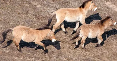 Еще один жеребенок лошади Пржевальского родился в России