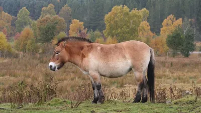 Фотографы «Синьхуа» показали жизнь лошадей Пржевальского в их родных краях  - Газета Труд