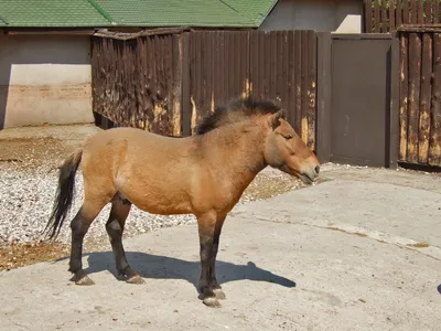 В Чернобыльской зоне лошади Пржевальского погибли в стальных петлях  браконьеров (фото)