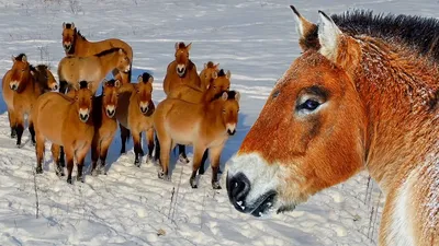 Рижский зоопарк передал Таллинну лошадь Пржевальского | Эстония | ERR