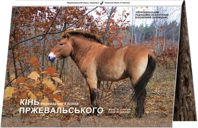 Przewalski's horses in the Chernobyl zone in winter | Film Studio Aves -  YouTube