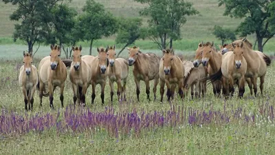 В оренбургском заповеднике родился жеребенок лошадей Пржевальского -  Новости - Уфа - UTV