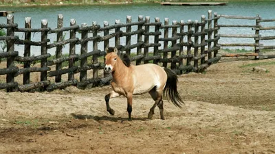 В США впервые клонировали лошадь Пржевальского: фото