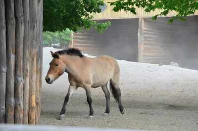 Собирать пазлы онлайн - Лошадь Пржевальского