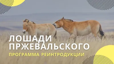 В московском зоопарке родился жеребенок краснокнижной лошади - Мослента