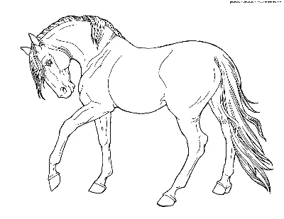 Раскраска Конь | Раскраски лошадей. Раскраски лошадок и коней