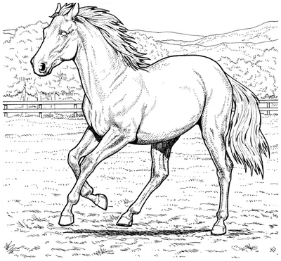Лучшие страницы для раскрашивания лошадей для детей - GBcolorare