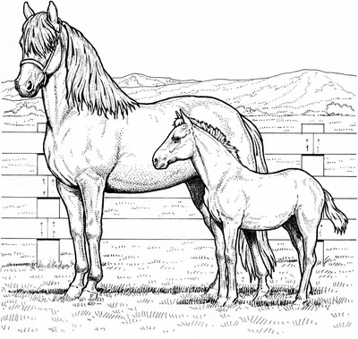 Раскраски лошадь, Сайт раскрасок.