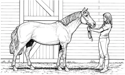 Раскраски дом, Раскраска лошадь Домашние животные.