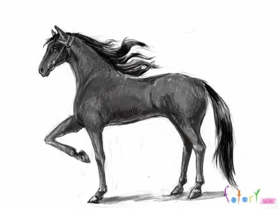 Рисунок для срисовки карандашом коня (много фото) - drawpics.ru
