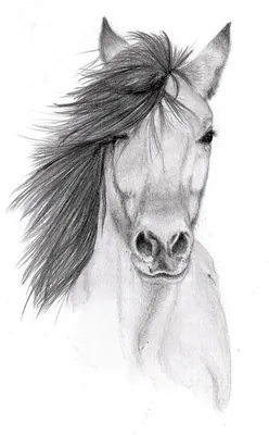 Рисунки для срисовки карандашом лошади — Стихи, картинки и любовь