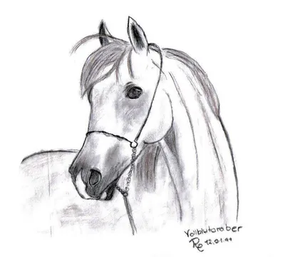 Красивые рисунки для срисовки лошади - 51 фото